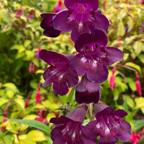 semi di penstemon, esotiche resistenti Penstemon barbato, semi di decorazione floreale Le da giardino sono prodotti 150pcs