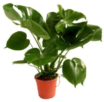 Verdecora Monstera Deliciosa Planta Natural Interior Maceta 3L | Costilla de Adán, Ceriman, Decoración tropical, Purificadora del aire