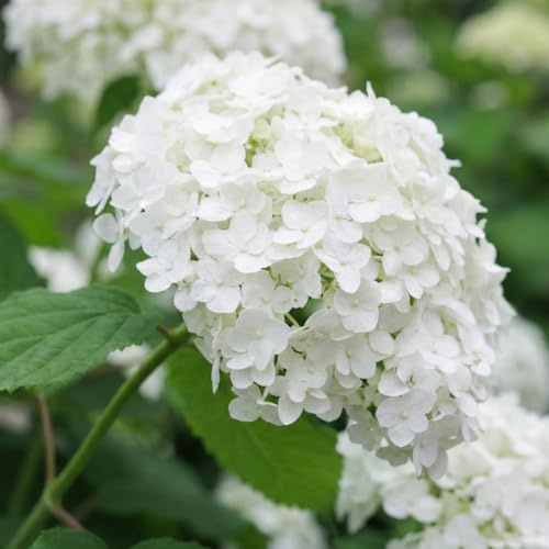 Hortensien Winterhart Annabelle (3 Pflanzen) - Hydrangea Pflanzen aus Holland - Echte Garten Hortensie (kein Samen, nicht künstlich) - Mehrjährig für Garten und Balkon