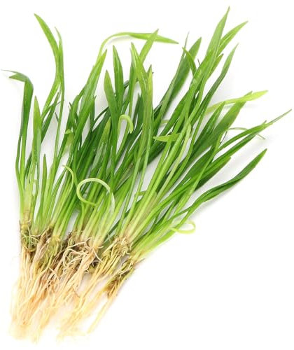 K2AQUA 10 X Echinodorus Tenellus Pygmy Chain Sword Live Aquarium Plant Grass Like Foreground Carpet Easy Care Low to Medium Light Fast Growing Freshwater Tropical Tank Natural Decoration Shrimp Safe