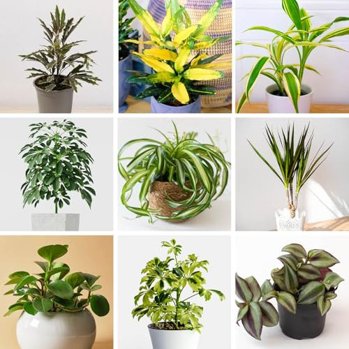 YouGarden Houseplant Collection, Set of 6 Easy-Care Plants, 9cm Pots, Air-Purifying, Indoor Greenery