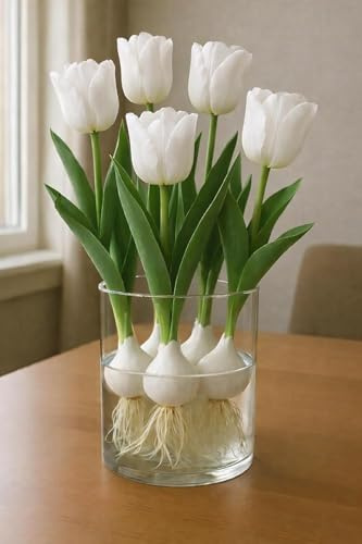 Pre-Chilled Pure White Tulip Bulbs for Forcing Indoors - Easy to Grow - Grow in Water or Dirt Indoors or Plant Outdoors - Prechilled Indoor Bulbs (10 Bulbs)
