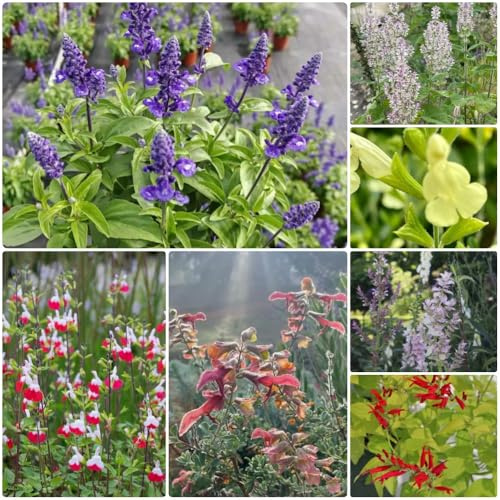 Semi di salvia, semi di selvatici Salvia japonica, semi di decorazione da giardino per esterni 650pcs