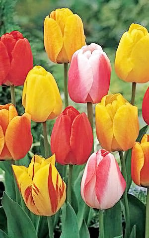 50 Tequila Sunrise Mixture Tulip Bulbs - Tulipa Darwin Hybrid: Super-Sized X-tra Value Bag!!
