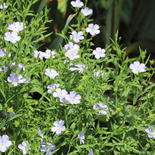 Semi di lino blu, Linum perenne, perenni copertura del terreno esotici semi di balcone 150pcs