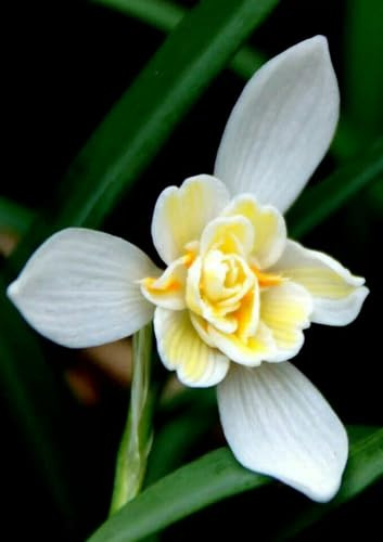 Mysteriöse magische Glühbirne, Mehrjährige Blumenzwiebel ist winterhart, Lebende Pflanzen,Blumenzwiebel Mix, Luftreinigung-4 Schneeglöckchen zwiebeln-G