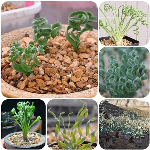 Semi di Albuca spiralis, resistenti per il giardino Albuca namaquensis, da giardino da ufficio Le sempreverdi sono resistenti 100pcs