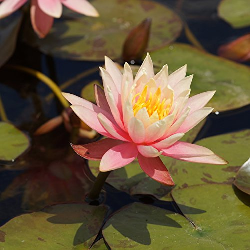 Blumixx Stauden Nymphaea Hybride 'Colorado' - Seerose, im 1,0 Liter Topf pfirsichfarben blühend