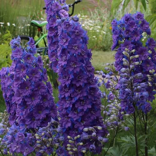 Plant World Seeds - Delphinium Consolida 'Limelight Dark Blue' Seeds (Annual Flower Seeds)