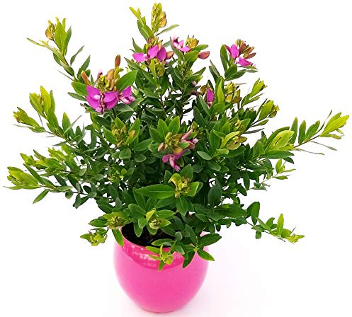 POWERS TO FLOWERS - POLYGALA MYRTIFOLIA IN VASO CERAMICA FUCSIA SFERICO, pianta vera