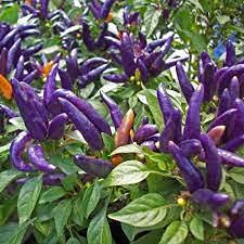 Izaan 30 piezas de semillas de chile picante morado