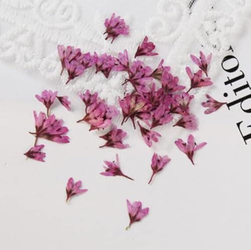 100 getrocknete, gepresste Lysimachia-Blumen, Pflanzen, Herbarium, Schmuck, Postkarte, Einladungskarte, Handyhülle, Lesezeichen, DIY-Dunkelrosa