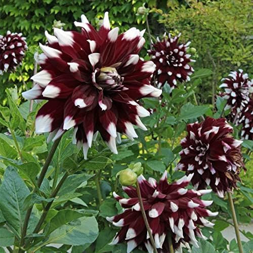 1 x Dahlia Decorative Duet – Borders & Beddings – Premier Collection – Large Spectacular Bi-Colour Blooms – for Your Beautiful Garden