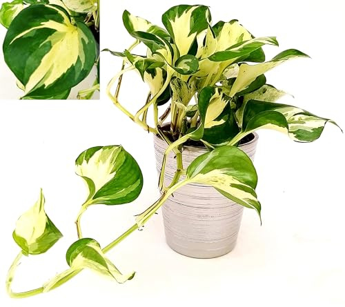 POWERS TO FLOWERS - EPIPREMNUM, SCANDENS, POTOS, MANJULA IN VASO CERAMICA ARGENTATO, VASO 14CM DIAMETRO, pianta vera