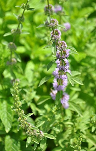 Tulsi wides Basilikum Ocimum canum 150 Samen