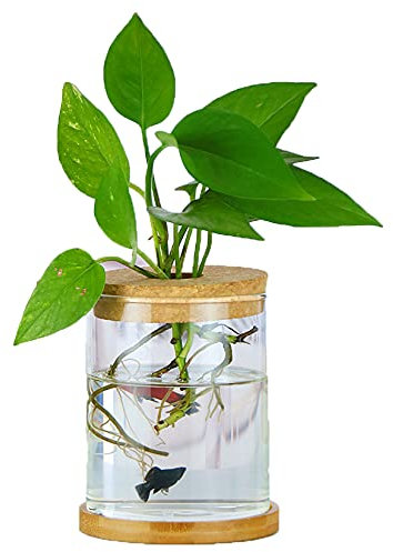 MMIAOO Mini Vase Glasfläschchen Kleine,Tischvasen Dekoflaschen - Hydroponik Hängevase,Glasvase Blumenvase,Hochzeit Party Deko Flasche frühlingsdeko Glas klar (Zylindrisch 10 * 12cm)