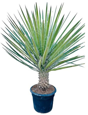Tropictrees - Palme - Yucca Filifera Australis - Palmlilie - Winterhart - A+ - 200cm