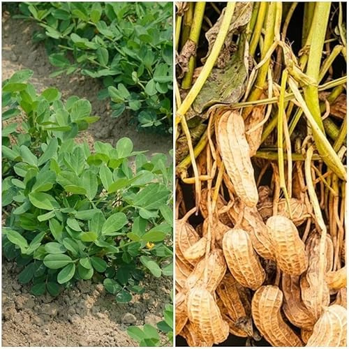 Plantas de Cacahuete Semillas Naturales para Cultivar en el Hogar