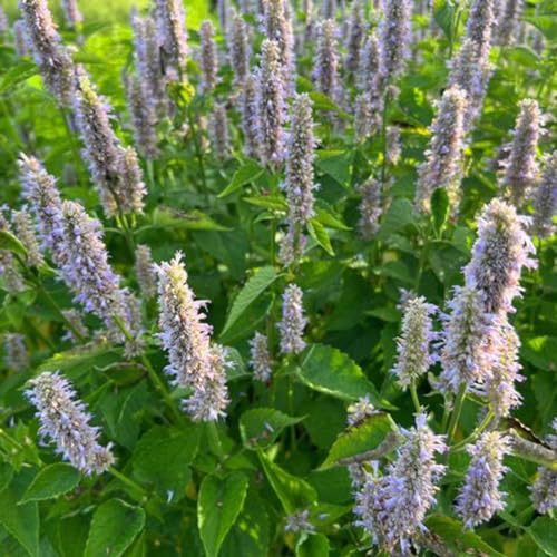 semi di ortica profumata - perenni resistenti decorazione soggiorno appartamento giardino rare balcone esterni 450pcs