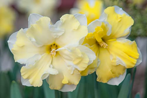 Bulbos de narciso, semillas de narciso, flores artificiales, la mayoría de o-3,5bulbis: solo semillas del paquete
