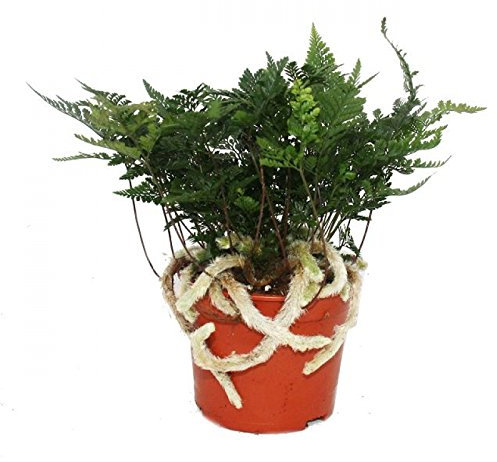 Exotenherz Tarantel-Farn, Vogelspinnen-Farn,Spinnenfarn, Humata tyermannii, Davallia, 12cm Topf