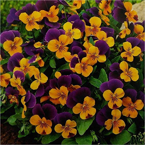 Portal Cool Inverno Pansy (Viola cornuta Twix Arancione Viola Wing) 25 semi (# 1759)