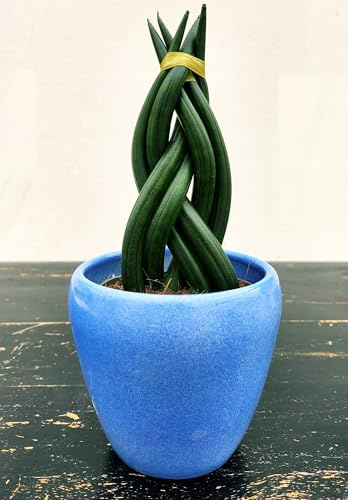 POWERS TO FLOWERS - SANSEVERIA CILINDRICA INTRECCIATA IN VASO CERAMICA AZZURRO, VASO 13CM DIAMETRO, pianta vera