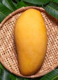 Vivaio Garden Forest Pianta di Mango Ataulfo H 140 cm | Mangifera indica, Mango Giallo Messicano Dolcissimo, Frutto Tropicale da Coltivazione, Vaso