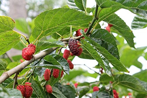 Rote Maulbeere Morus rubra Pflanze 25-30cm Maulbeerbaum Obstbaum Obstpflanze