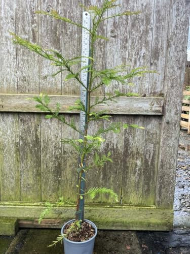 Coast Redwood Tree -Sequoia sempervirens - 100/120cm Tall - UK Grown
