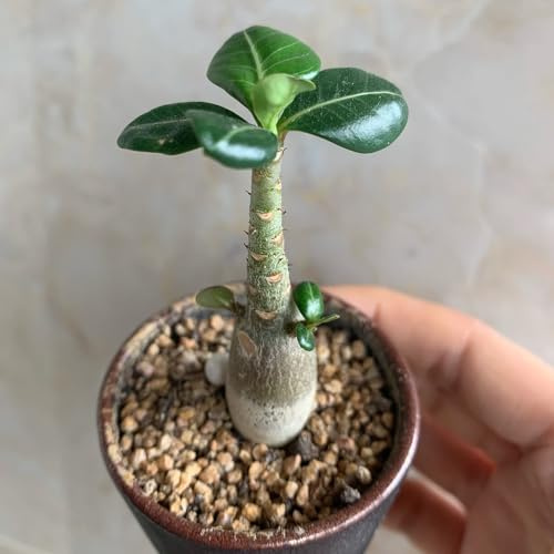 affenbaum topfpflanzen echt baumsamen pflanzensamen winterharte stauden für pralle sonne kräutergarten indoor garten gartensamen exotische zimmerpflanzen balkon hochbeet grünpflanzen 10samen