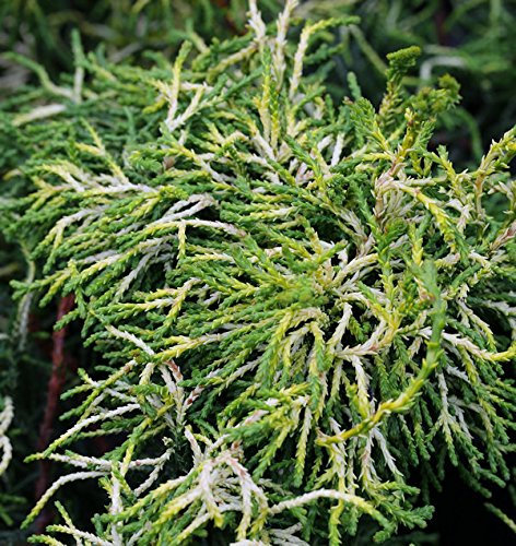 Hochstamm Gelbe Hinoki Scheinzypresse Tsatsumi Gold 40-60cm - Chamaecyparis obtusa - lebende Gartenpflanze aus den Baumschulen