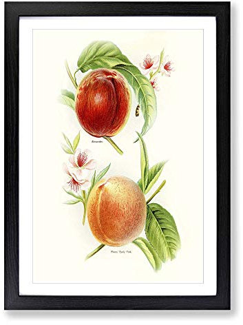 Big Box Art Vintage Illustration of Nectarines Framed Wall Art Picture Print Ready to Hang, Black A2 (62 x 45 cm)