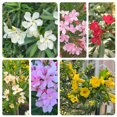 semi di oleandro - appartamento da giardino interno tappezzante resistente decorazione soggiorno 30pcs