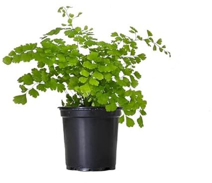 Planta de Adiantum Natural: una Forma Sencilla de Conectar con la Naturaleza