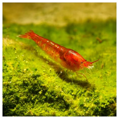 10 x Rote Hawaii Garnele Halocaridina rubra, Brackwasser, für Nano-Aquarien | eigene Nachzucht, für Artbecken, pflegeleicht und robust, für Miniaquarien, variable Färbung, Opae'ula, Vulkangarnele
