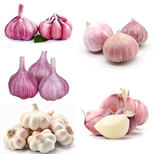 semi di aglio resistente, Allium sativum, balcone biologici invernali, tappezzanti 300pcs