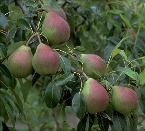 Birnenbaum Pyrus communis Clapps Liebling | bis zu 600 cm Wuchshöhe und 400 cm Breite | geeignet für Säfte und Frischverzehr | Liefergröße 120-160 cm
