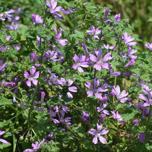 semillas de malva silvestre - balcón resistente perenne jardín interior para exóticas 400pcs