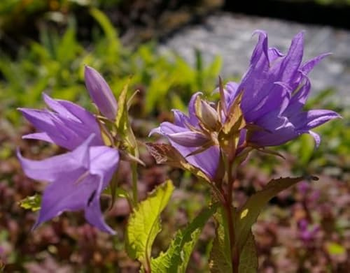 Wald-Glockenblume - Campanula latifolia var. macrantha