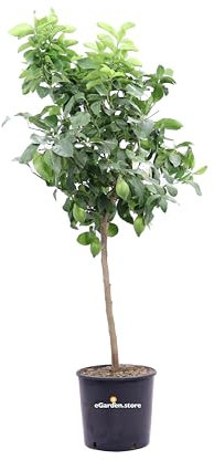 Pianta di Limone Lunario Albero di Limone 4 Stagioni Pianta di Citrus Limon albero di agrume pianta da agrumi Limone rifiorente Albero di Limone in vaso 24 cm pianta vera venduta da eGarden.store