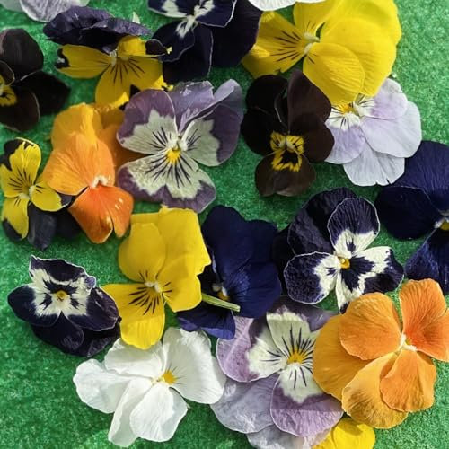 Edible Flowers - Freeze Dried Violas - Multicoloured - 20 Flower Heads - Certified Food Grade (389)