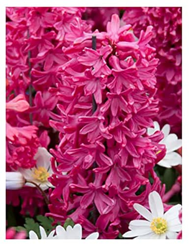 5 Jan Bos Hyacinth Bulbs – Large 16-17cm Bulbs for Brilliant Red, Fragrant Blooms – Perfect for Gardens, Borders, and Containers