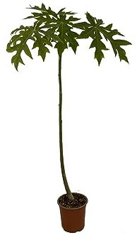 Papaya Carica Natural Árbol Frutal para un Cultivo Exterior Exitoso