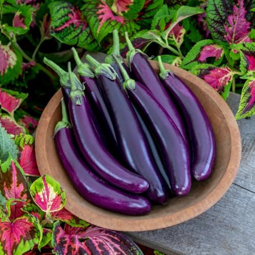 Aubergine 'Violet Knight' F1 - Kew Vegetable Seed Collection - Disease-Resistant, Early-Maturing Eggplant Variety - Compact Growth Container Gardening - 1 Packet (6 Seeds) by Thompson & Morgan