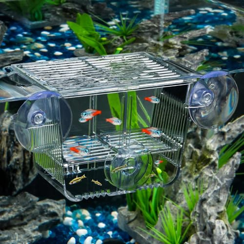 Pawfly Incubateur Aquarium Acrylique 6 Ventouses pour Poissons Betta, Crevette, Guppy, Platy - Boîte d'Acclimatation pour Poissons Agressifs