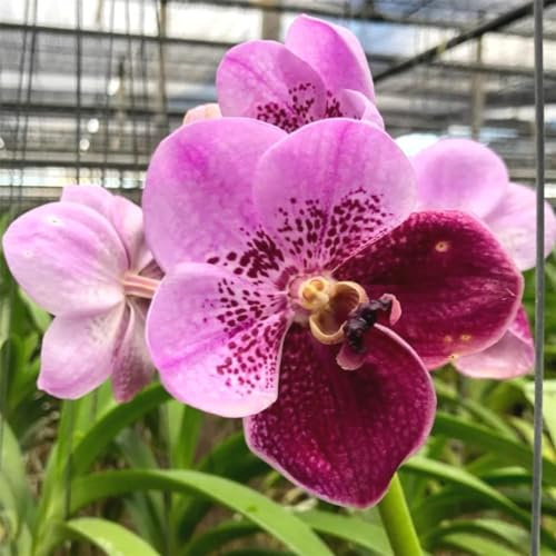 Cymbidium rizomi, colibrì orchids, rizomi di qualità, rizomi resistenti all'inverno, rizomi di orchidea cymbidium 15 cipolle