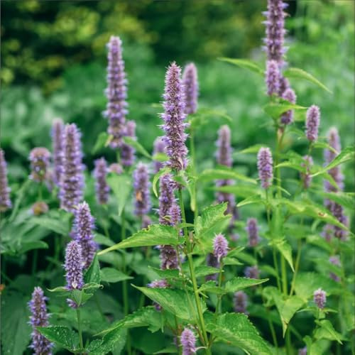 semi di ortica profumati, Agastache foeniculum, rare da giardino roccioso resistenti giardino per balcone con aiuola 250pcs