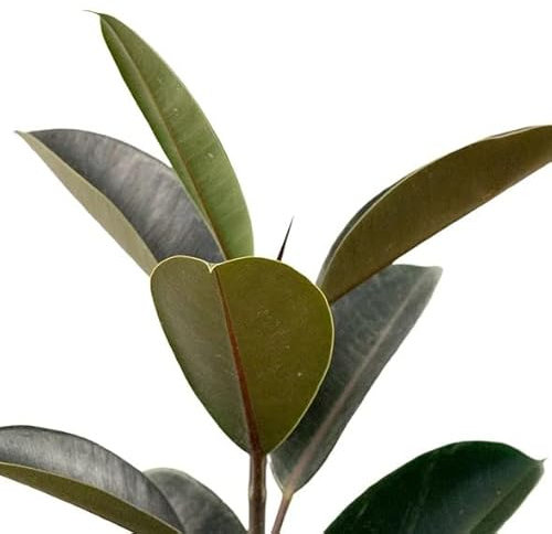 Ficus Elástica Natural Árbol que Puede Alcanzar un Gran Tamaño