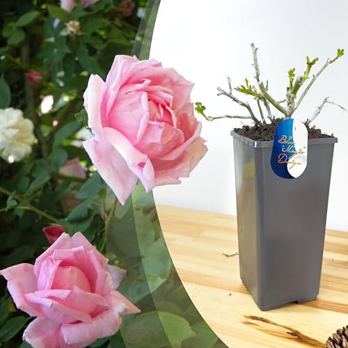 Hardy and Mature Fragrant Pink 'Blossomtime' Climbing Rose in 2L Pot: Perfect for Adding Colorful Vertical Displays to Garden Borders, Pathways, and Trellises